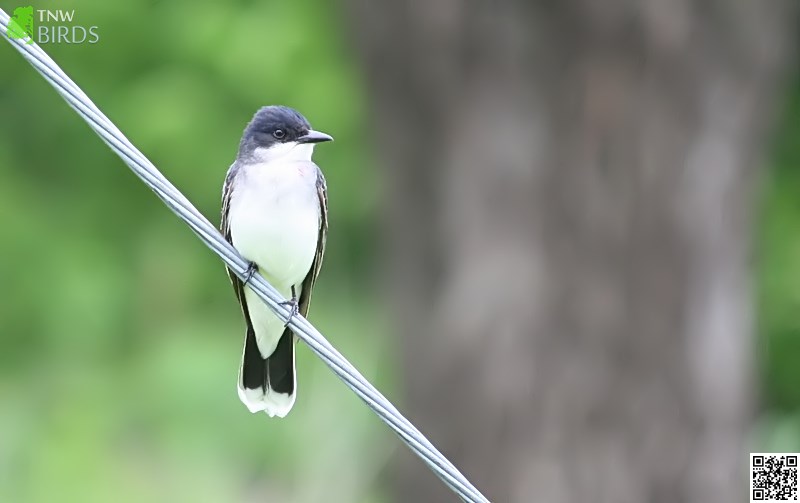 Eastern Kingbird